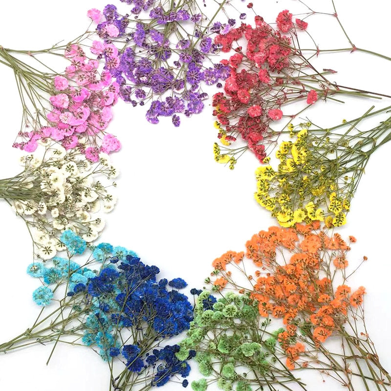 Schleierkraut DIY Trockenblumen Material Pack a