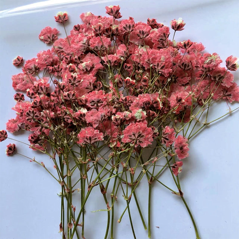 Schleierkraut DIY Trockenblumen Material Set b