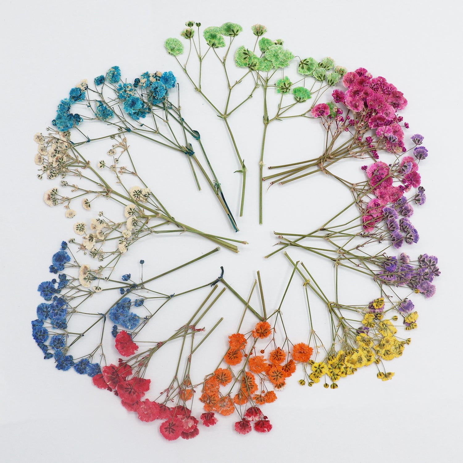 Schleierkraut DIY Trockenblumen Material Pack 6