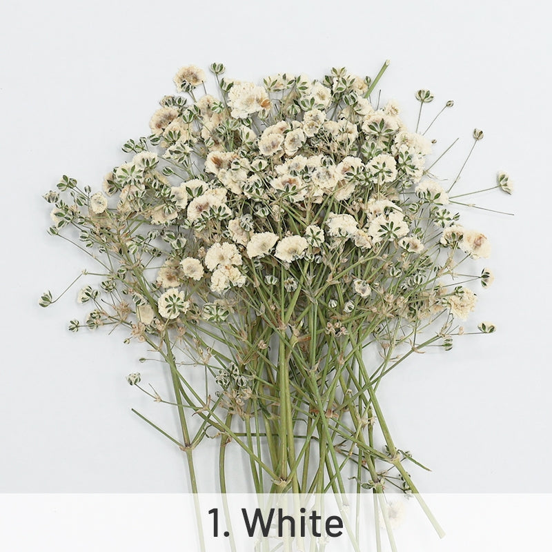 Schleierkraut DIY Trockenblumen Material Pack sku-1