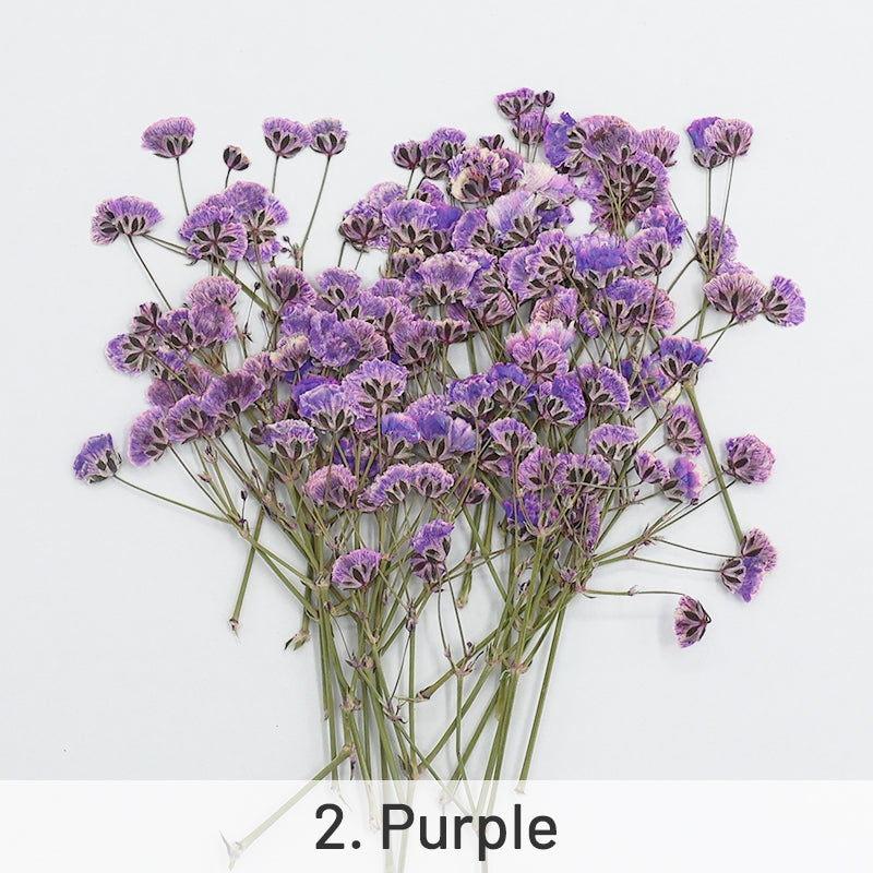 Schleierkraut DIY Trockenblumen Material Pack sku-2