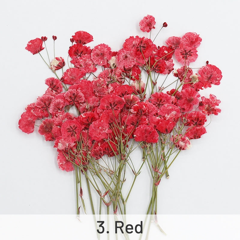 Schleierkraut DIY Trockenblumen Material Pack sku-3