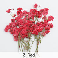 3. Rot