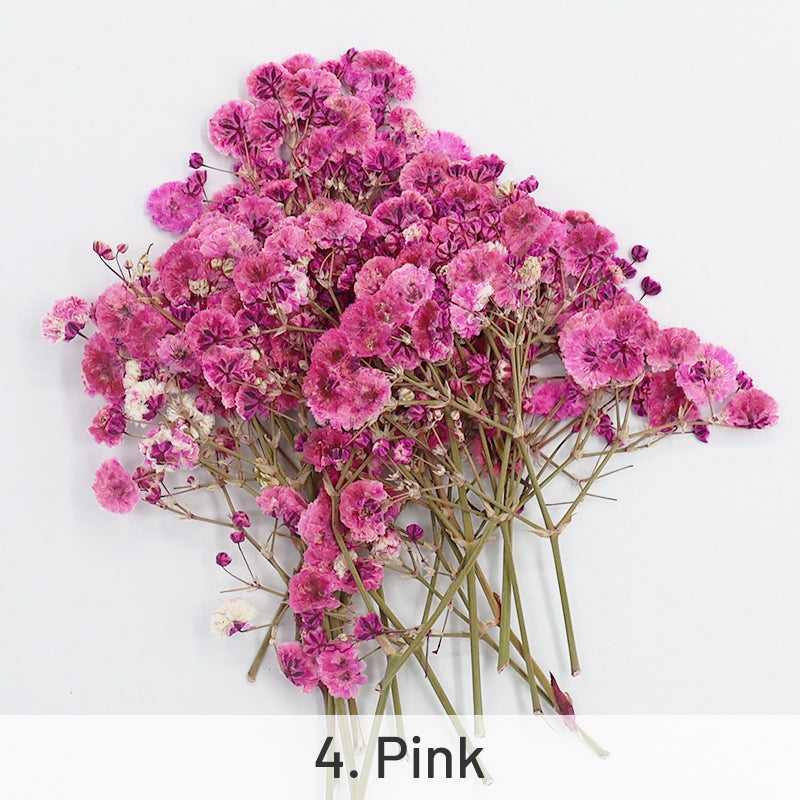 Schleierkraut DIY Trockenblumen Material Pack sku-4