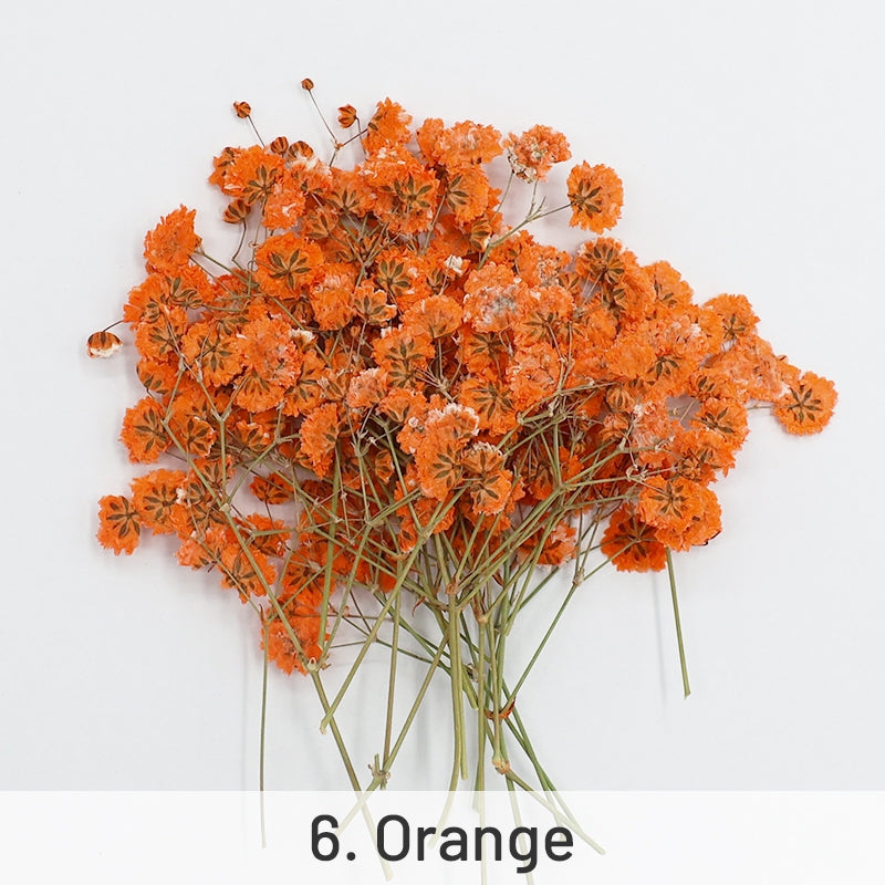 Schleierkraut DIY Trockenblumen-Material-Pack sku-6